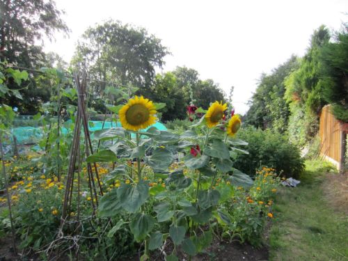 Runner Beans and Sunflowers