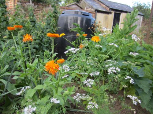 Coriander, Marigolds, Mint, Sage and Parsnips