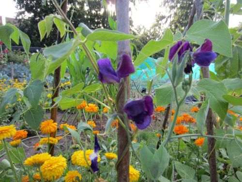 Sweetpeas rambling up the runner beans