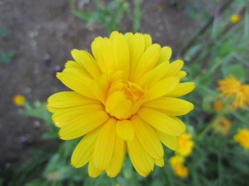 Endless sunny marigolds