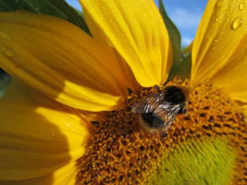 Bumble Bee on sunflower