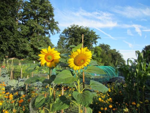 Sunflowers on allotment