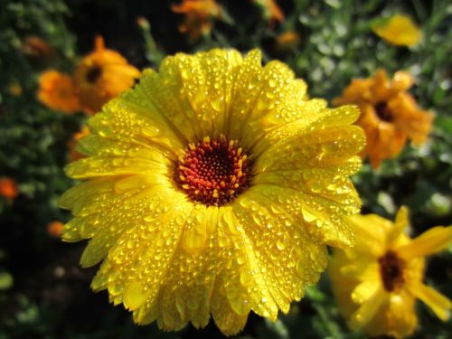 Rain laden yellow marigold