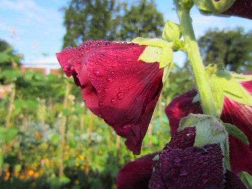 Raindrops on red wine hollyhock