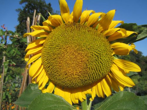 Sunflower seeds emerging