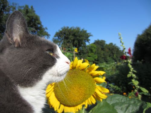 Cat and sunflower