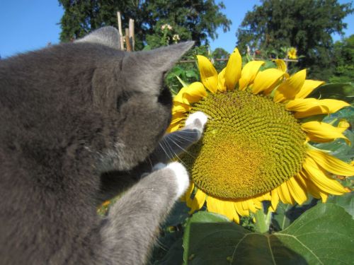 Cat paws sunflower