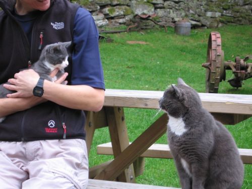 Two grey and white farm cats meet