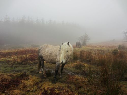 Navigating mountain ponies in cloud .. 