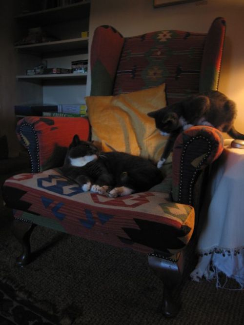 Bertie Cats share and armchair