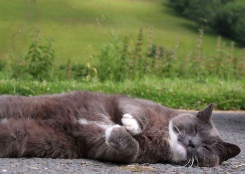 Bertie Cat at his farm