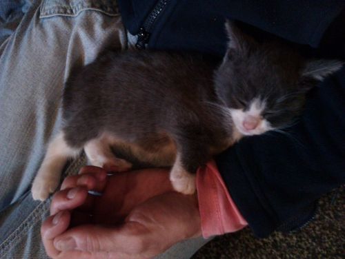 Grey White Farm Cat, Bertie Junior, first meeting