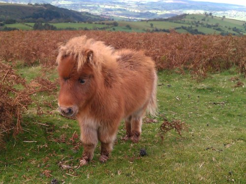 Cute Montain Pony Hay Bluff