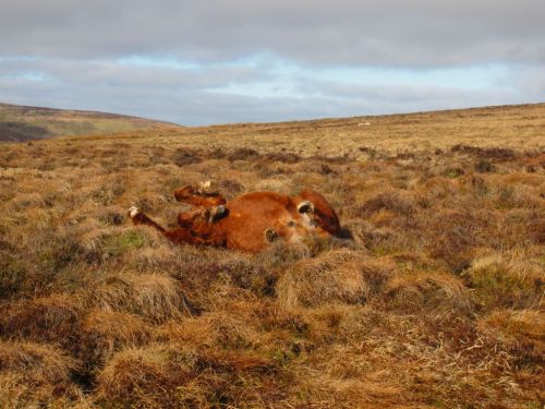Mountain Pony rolling