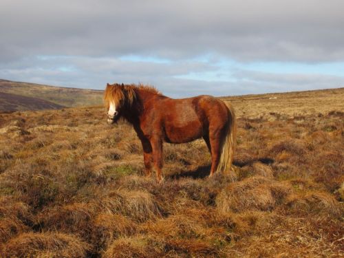 Mountain pony funny face