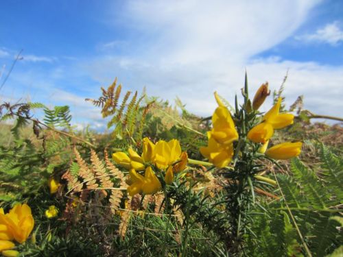 Yellow gorse flowers