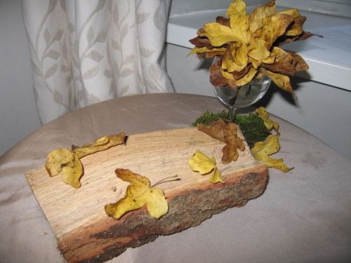 Autumn leaves moss and log