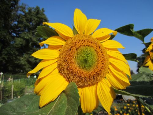 Sunflower